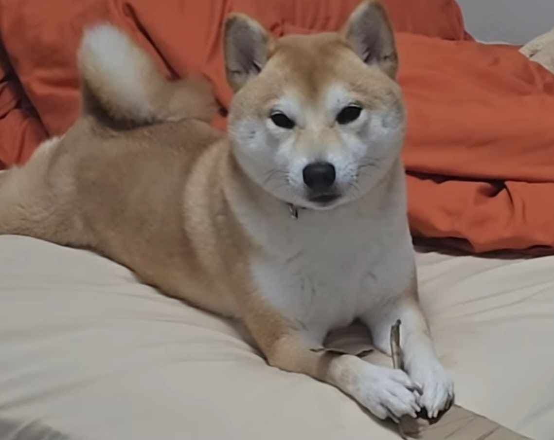 Shiba Inu Female Puppy breeder image 9