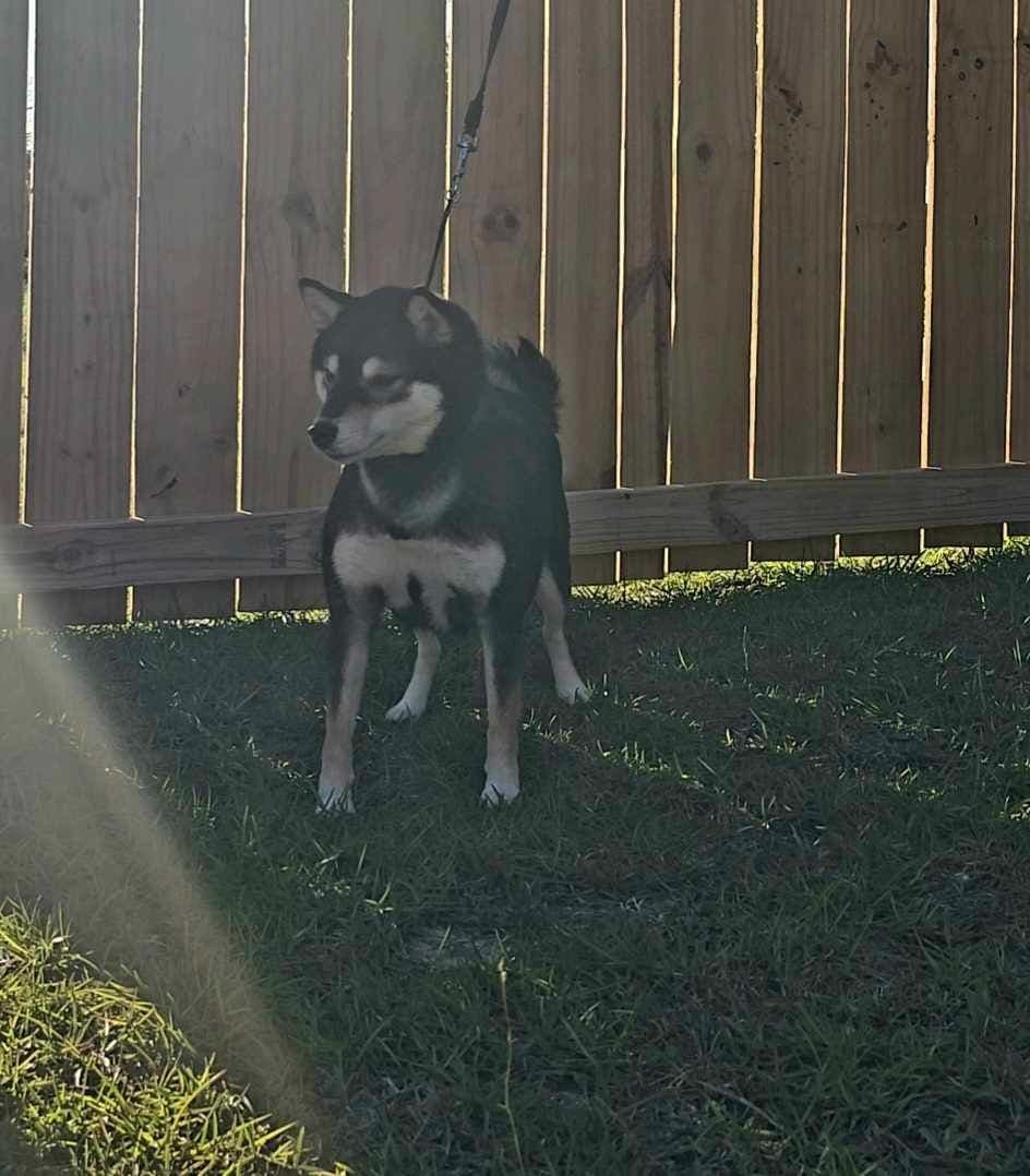 Shiba Inu Female Puppy breeder image 11