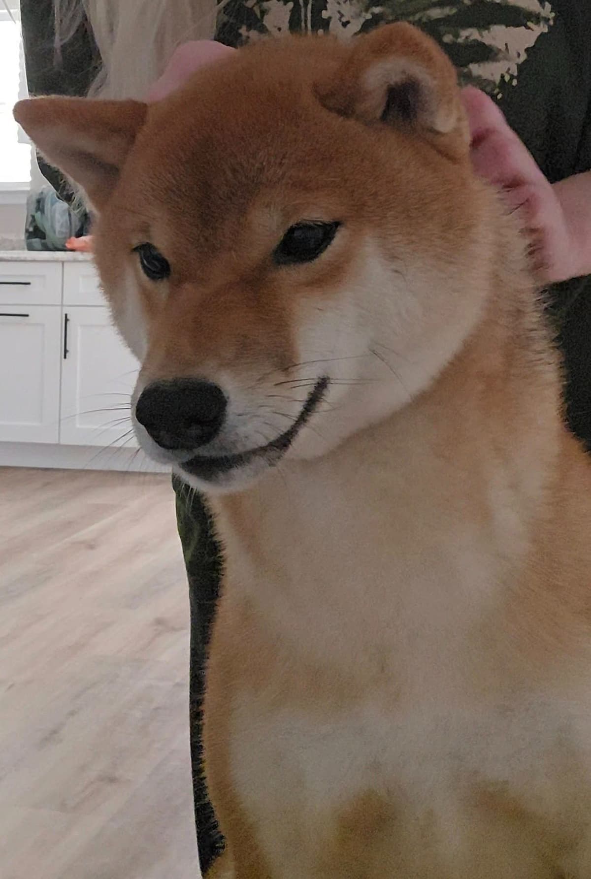 Shiba Inu Female Puppy breeder image 13
