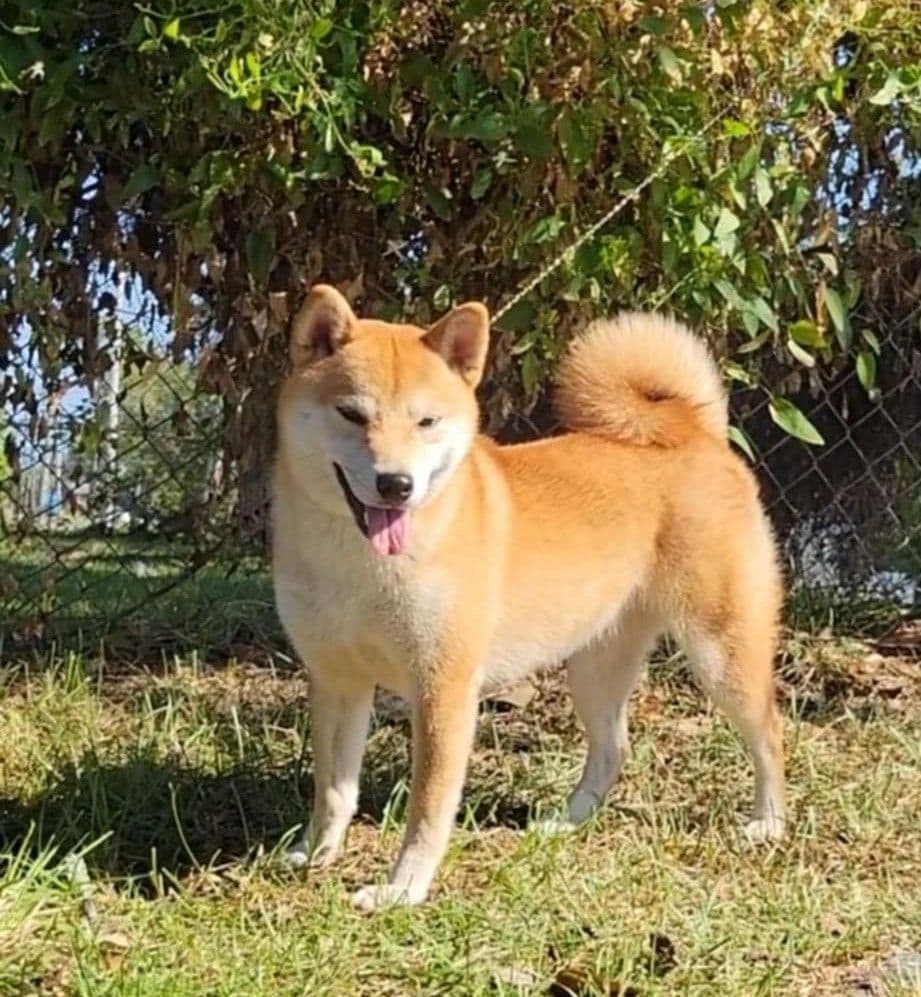 Shiba Inu Female Puppy breeder image 14