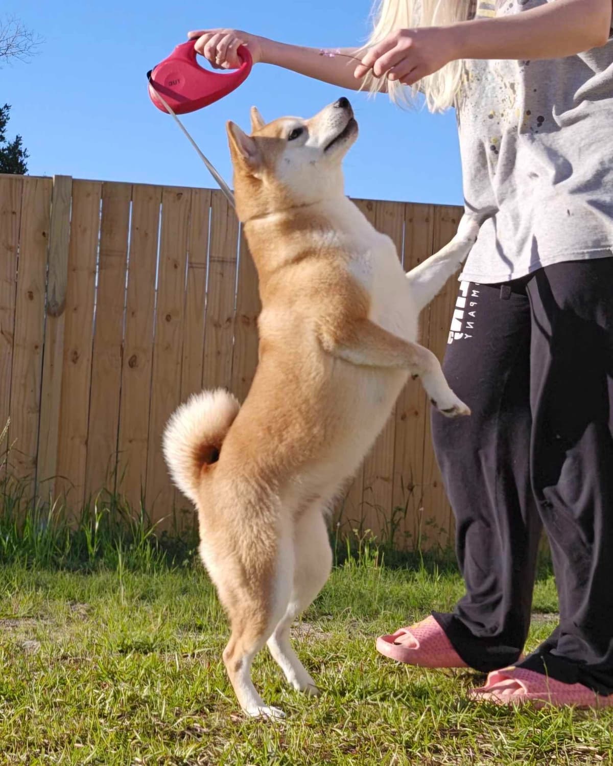 Shiba Inu Female Puppy breeder image 16