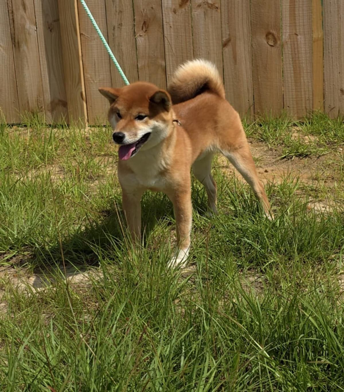 Shiba Inu Female Puppy breeder image 15