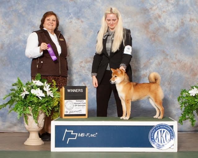 Shiba Inu Female Puppy breeder image 18