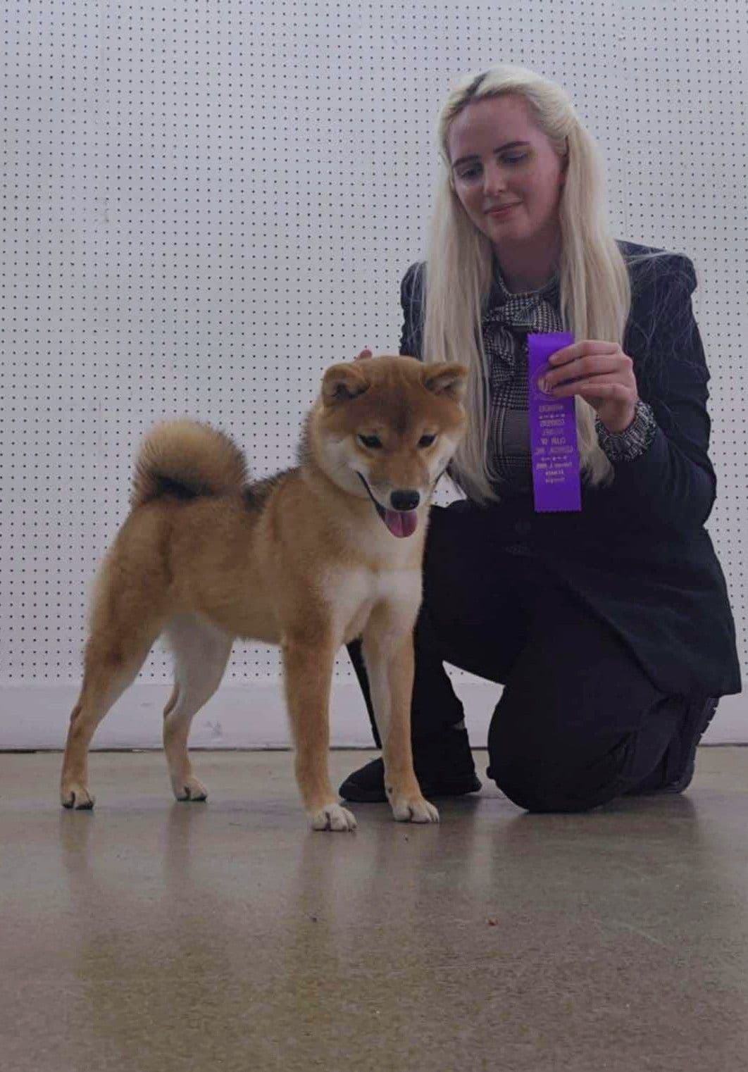 Shiba Inu Female Puppy breeder image 20