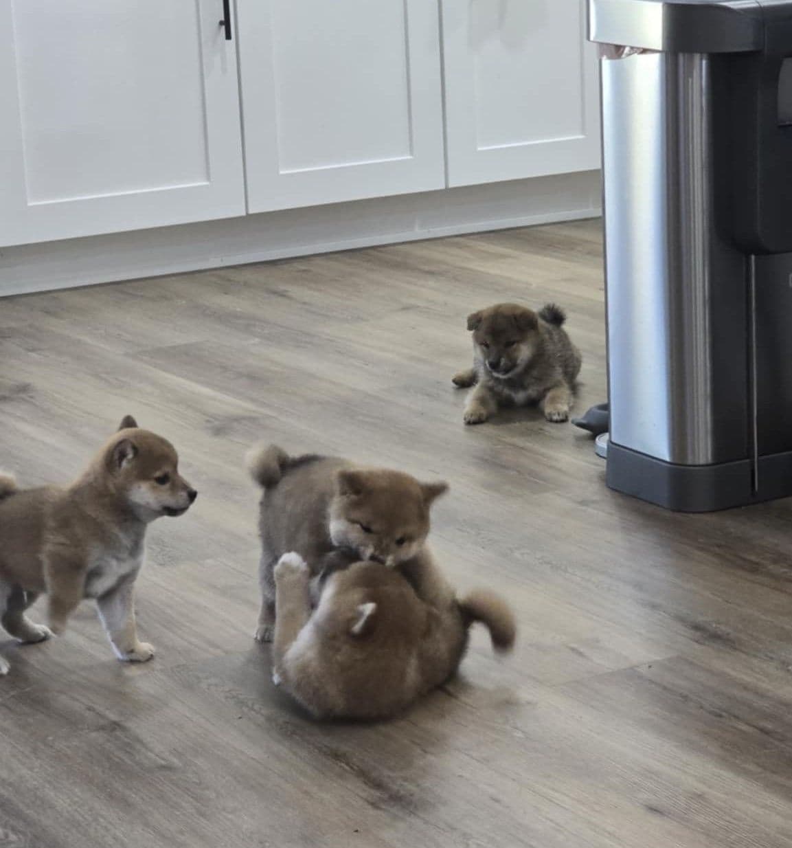 Shiba Inu Female Puppy breeder image 21