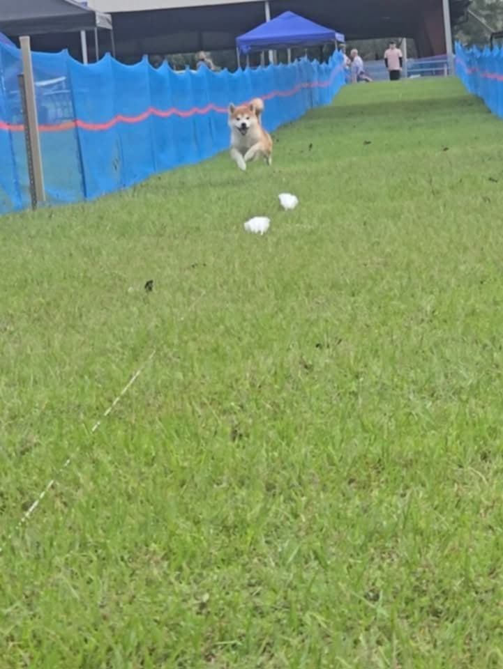 Shiba Inu Female Puppy breeder image 23