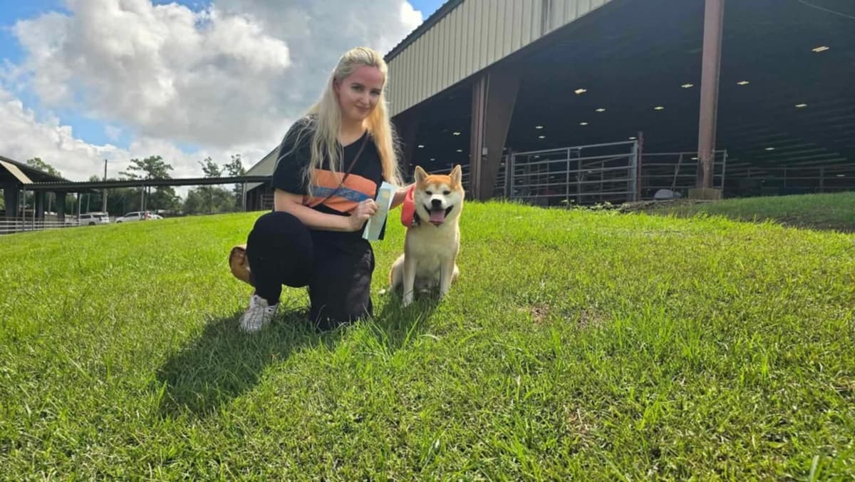 Shiba Inu Female Puppy breeder image 24