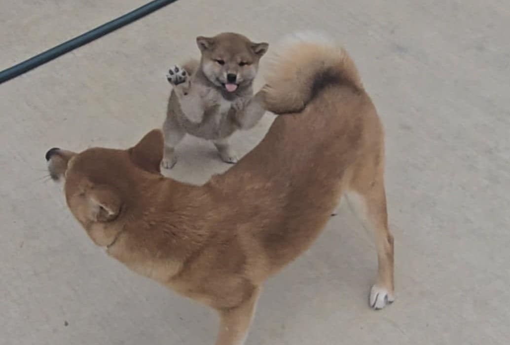Shiba Inu Female Puppy breeder image 25