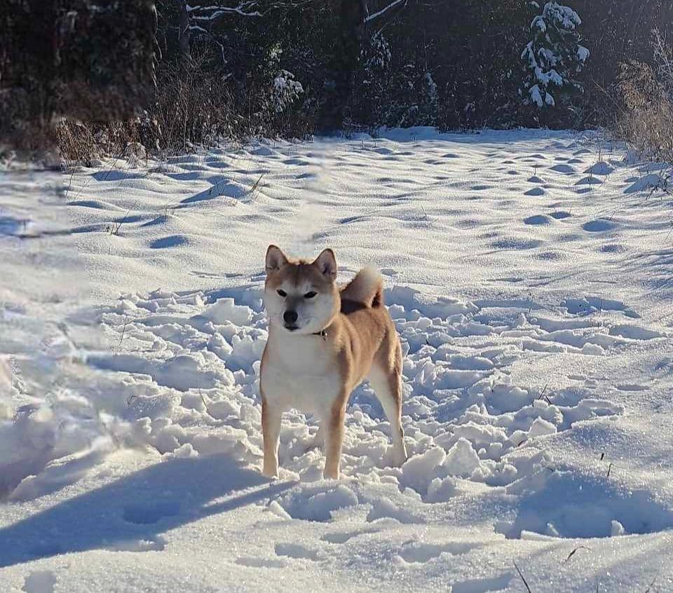 Shiba Inu Female Puppy breeder image 26