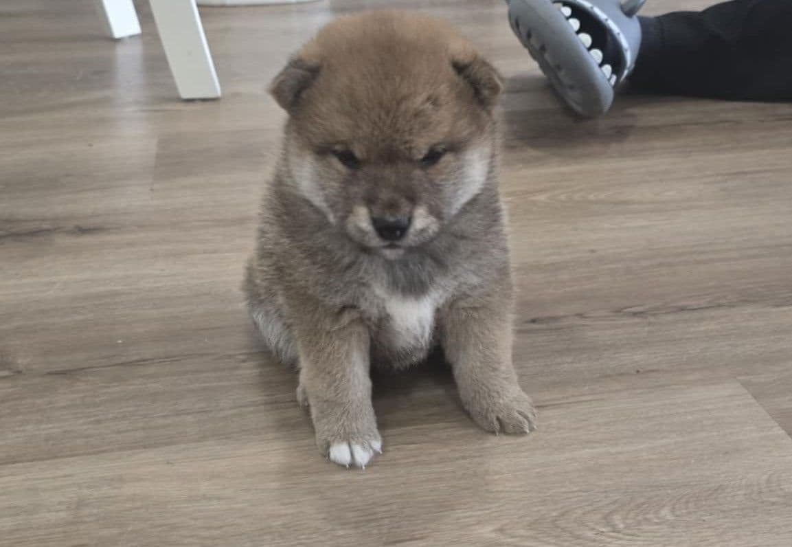 Shiba Inu Female Puppy breeder image 28