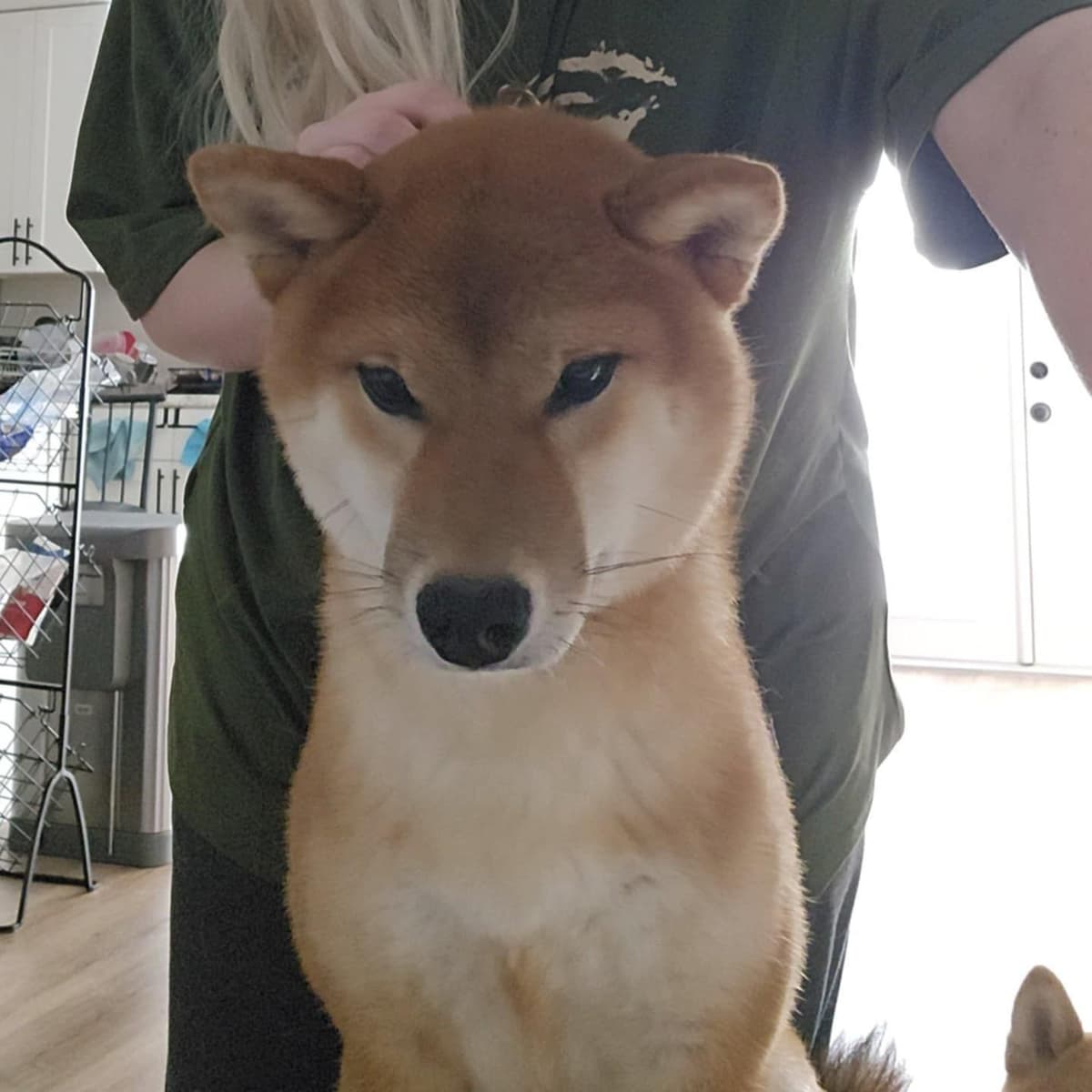Shiba Inu Female Puppy breeder image 29