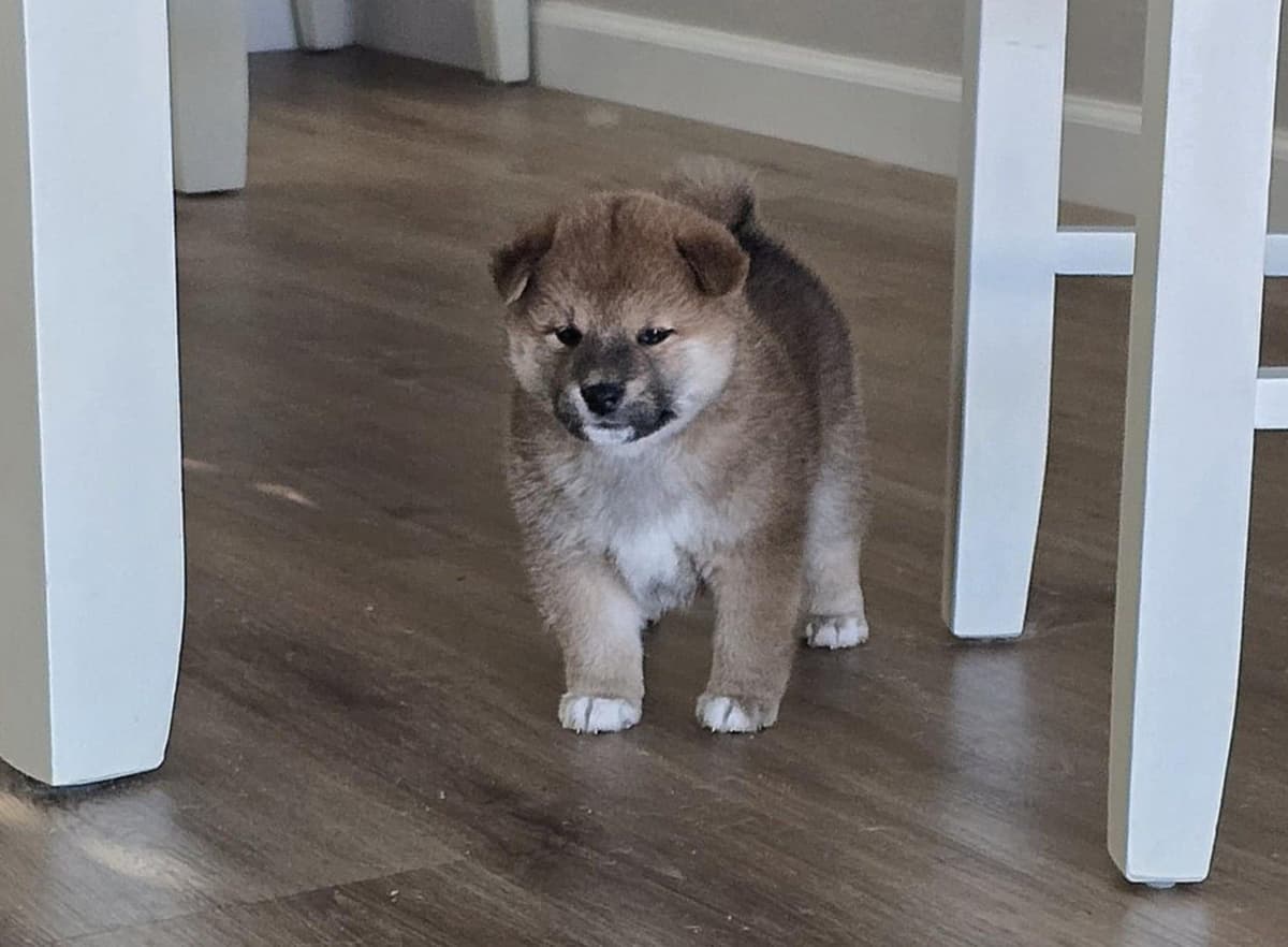 Shiba Inu Female Puppy breeder image 30