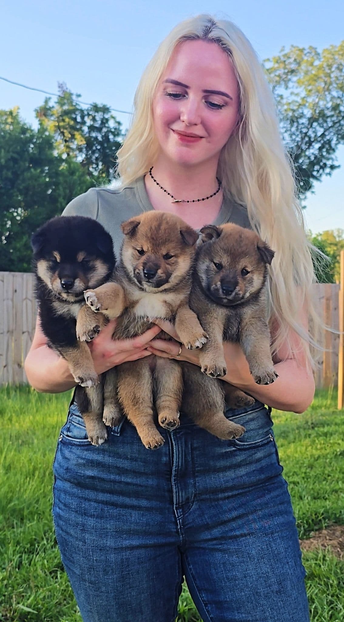 Shiba Inu Female Puppy breeder image 31