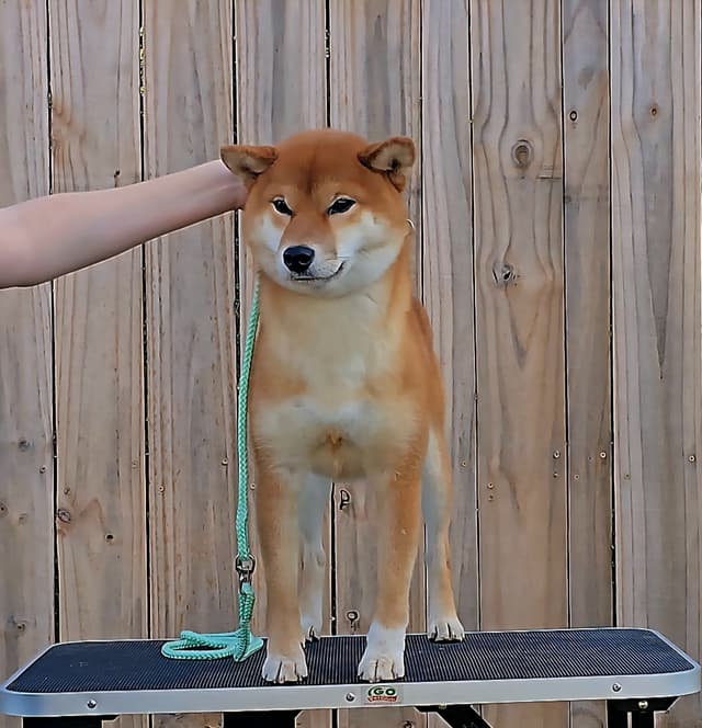 Shiba Inu Female Puppy media 2