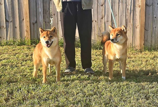 Shiba Inu Female Puppy media 3