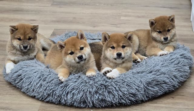 Shiba Inu Female Puppy media 5