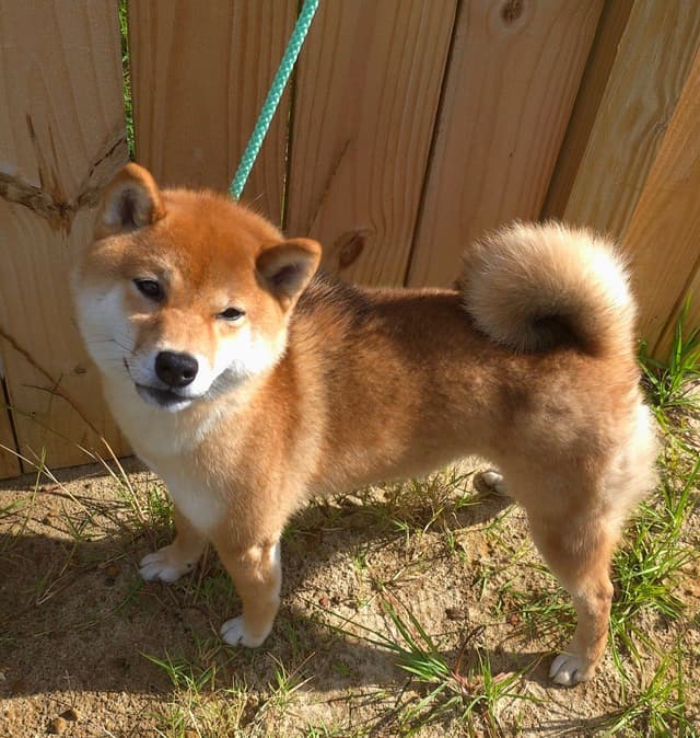 Shiba Inu Female Puppy media 6