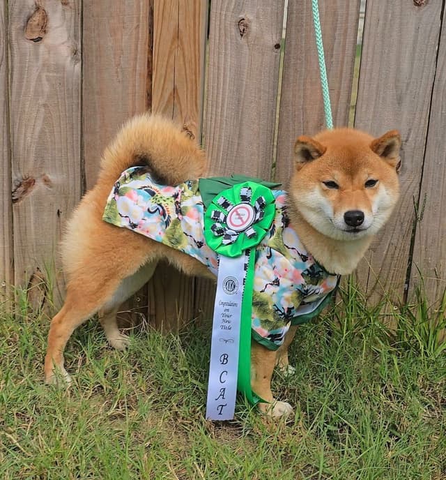 Shiba Inu Female Puppy media 7