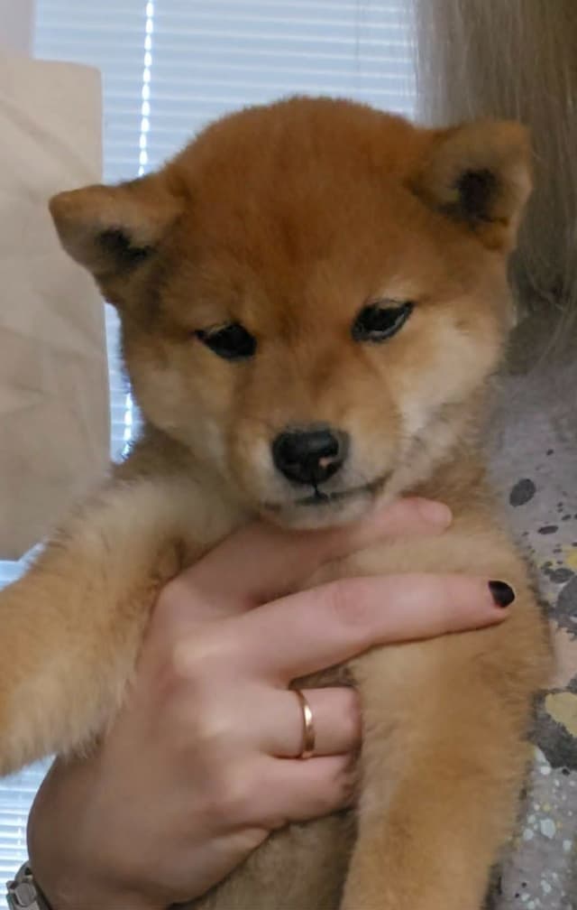 Shiba Inu Female Puppy media 8