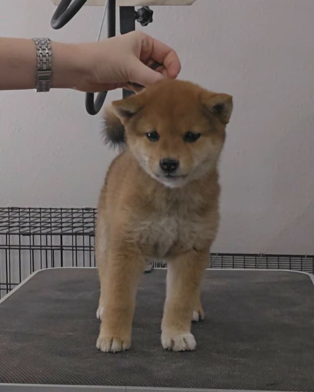 Shiba Inu Female Puppy media 9