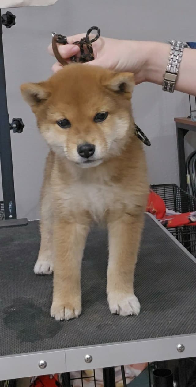 Shiba Inu Female Puppy media 10