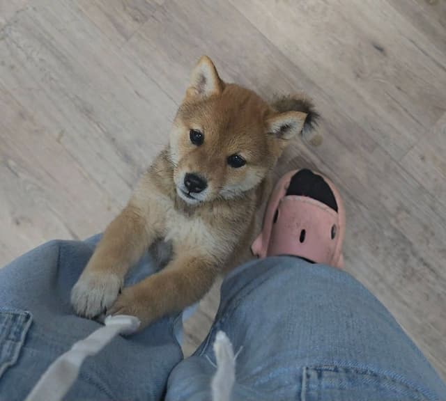 Shiba Inu Female Puppy media 11
