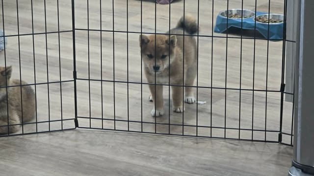 Shiba Inu Female Puppy media 12