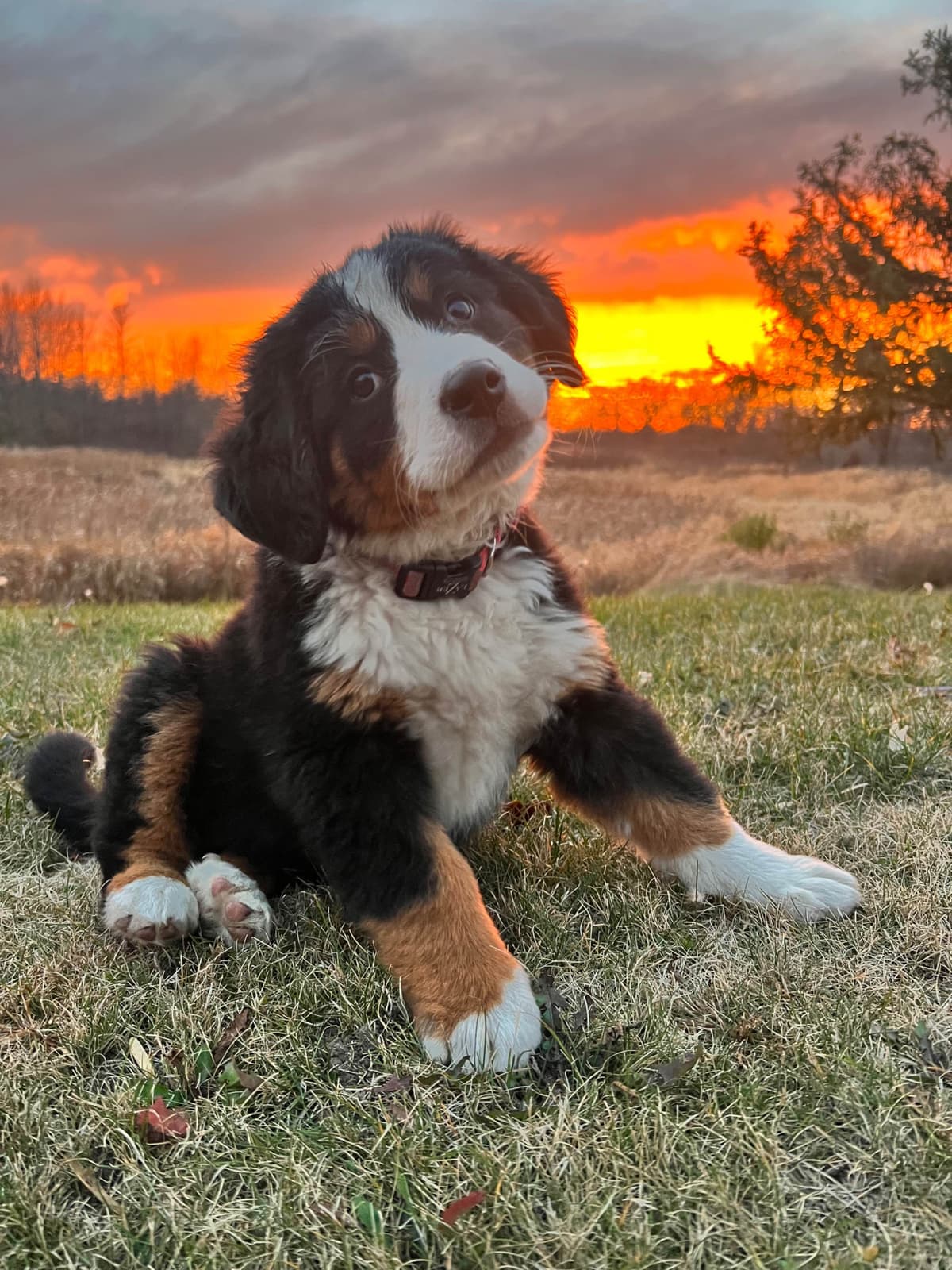 Bernese Mountain Dog Puppies breeder image 1