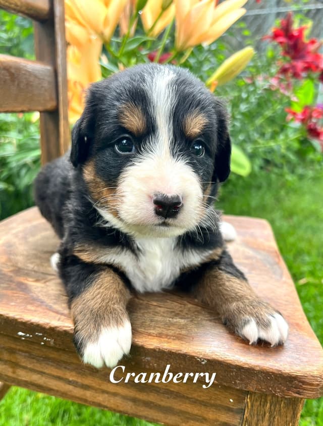 Bernese Mountain Dog Puppies media 2