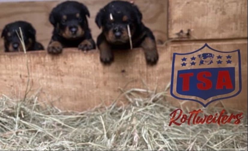 Rottweiler Puppies breeder image 3