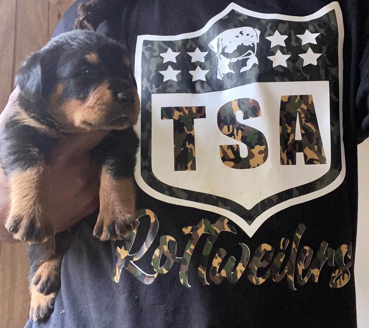 Rottweiler Puppies breeder image 4
