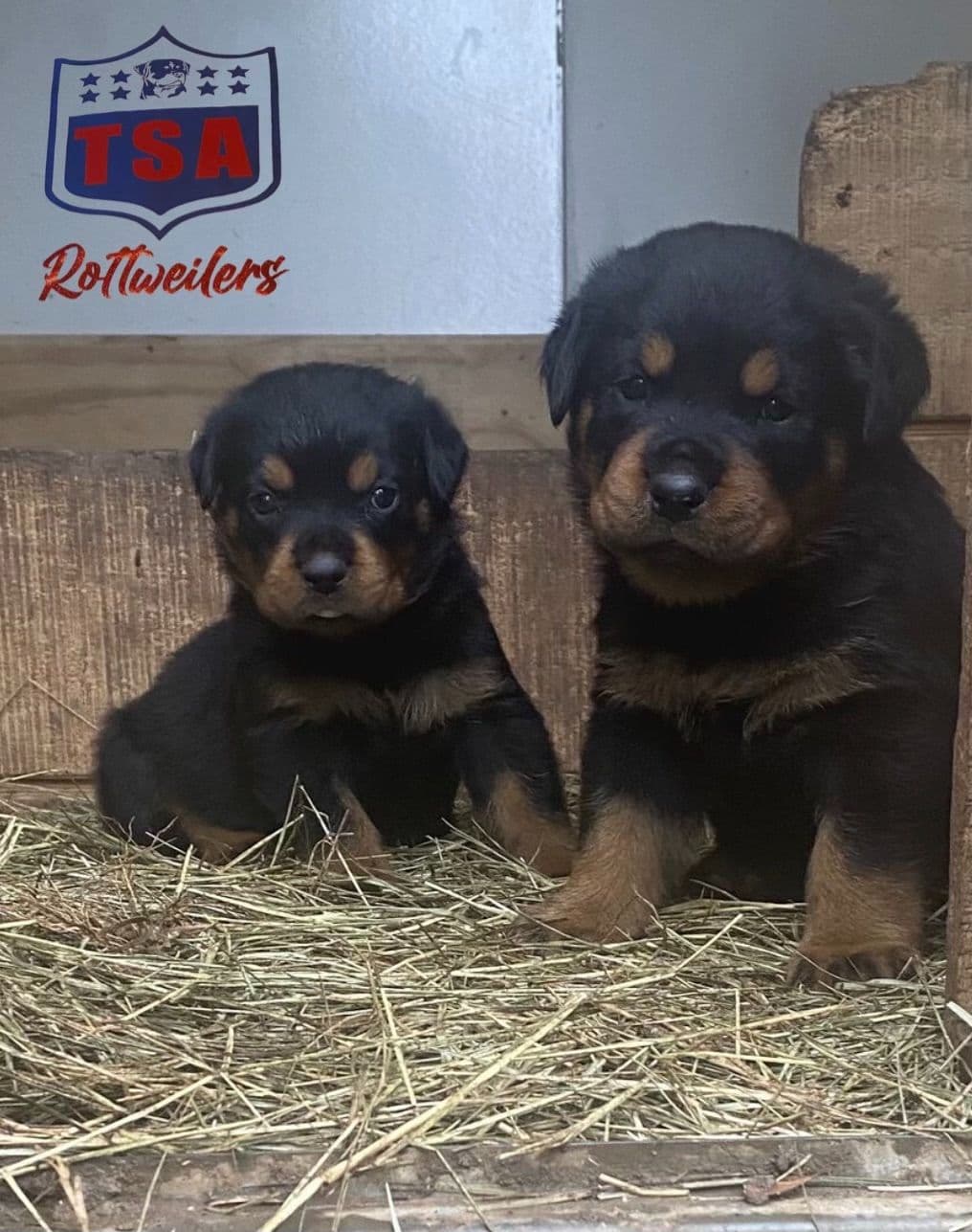 Rottweiler Puppies breeder image 5