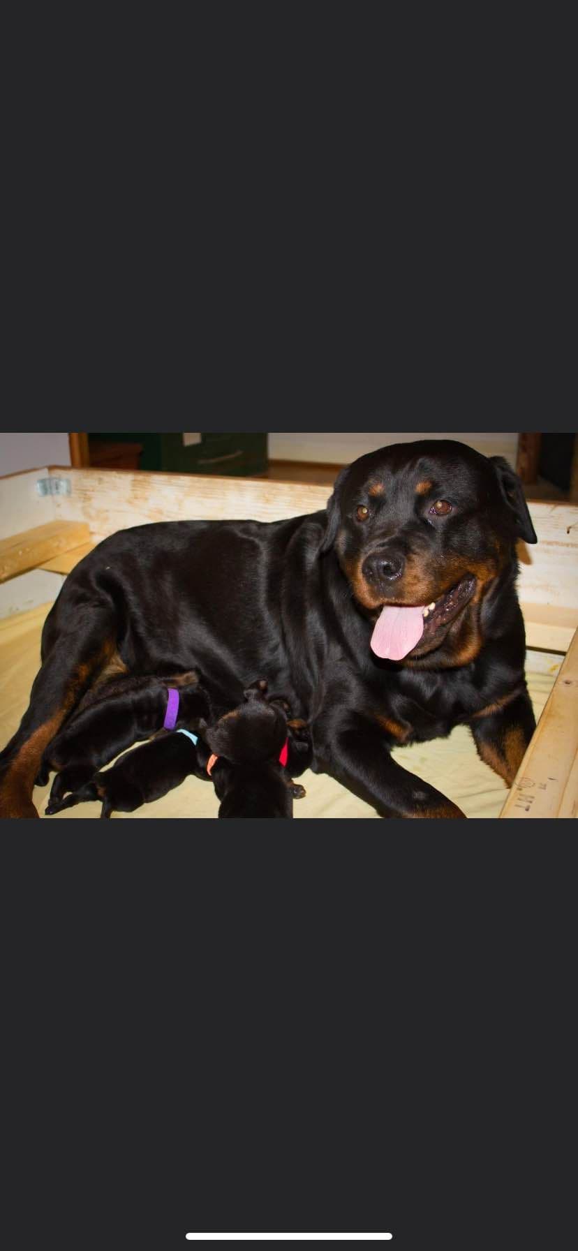 Rottweiler Puppies breeder image 6