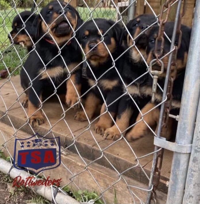Rottweiler Puppies breeder image 10