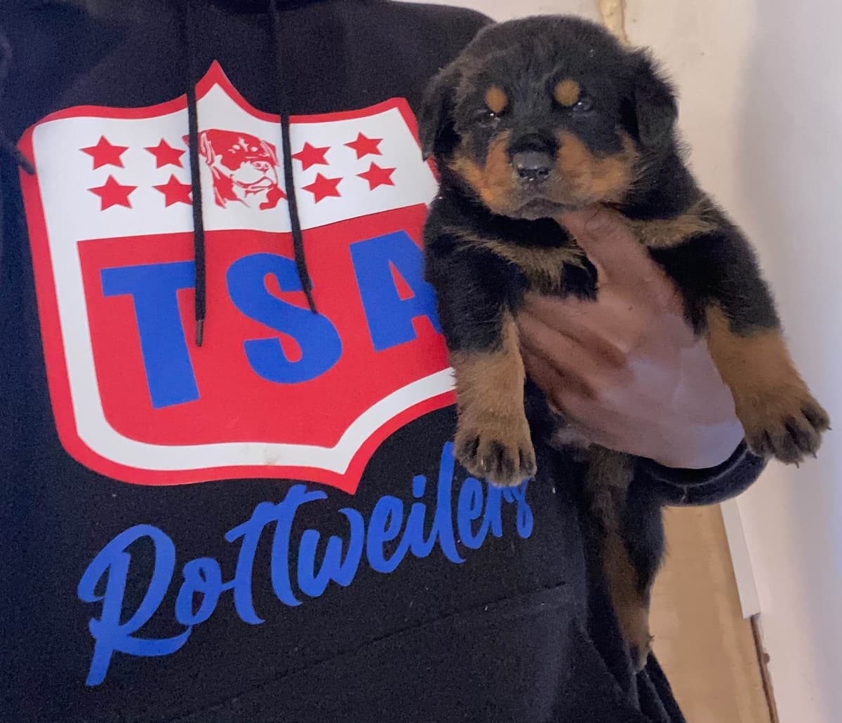 Rottweiler Puppies breeder image 16