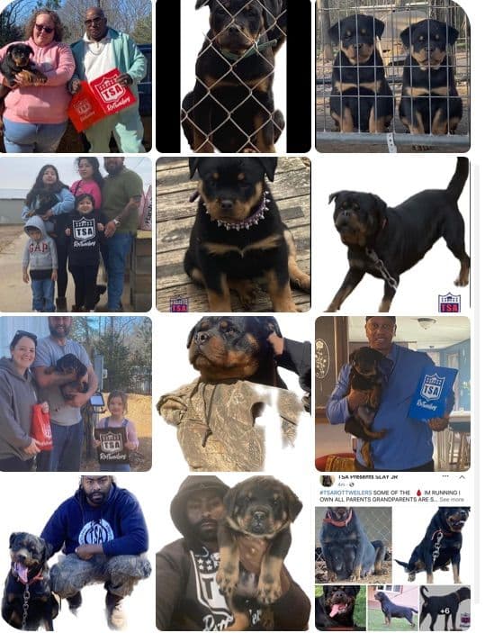 Rottweiler Puppies breeder image 24