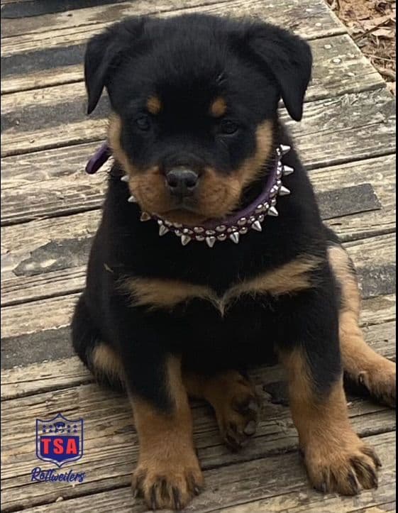 Rottweiler Puppies breeder image 23