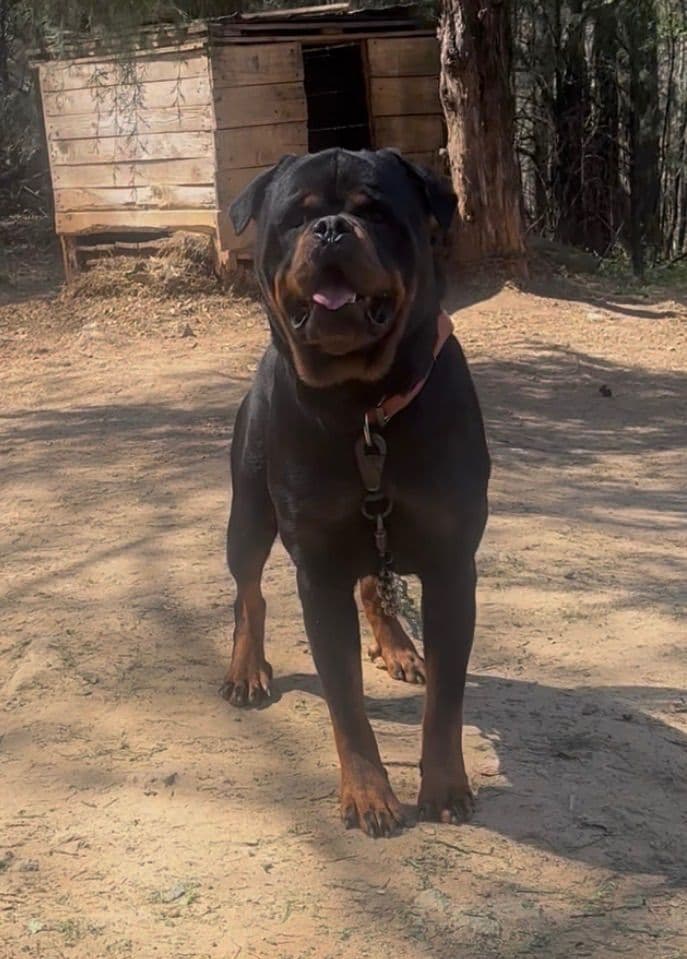 Rottweiler Puppies breeder image 26