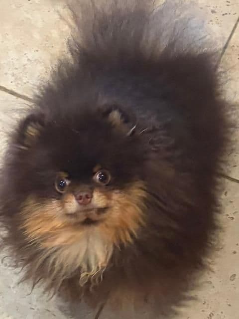 Incredible stunning Chocolate and tan male for pet only media 2