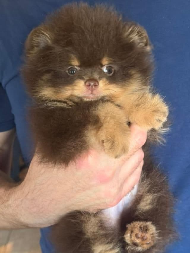 Pomeranian Puppies media 2