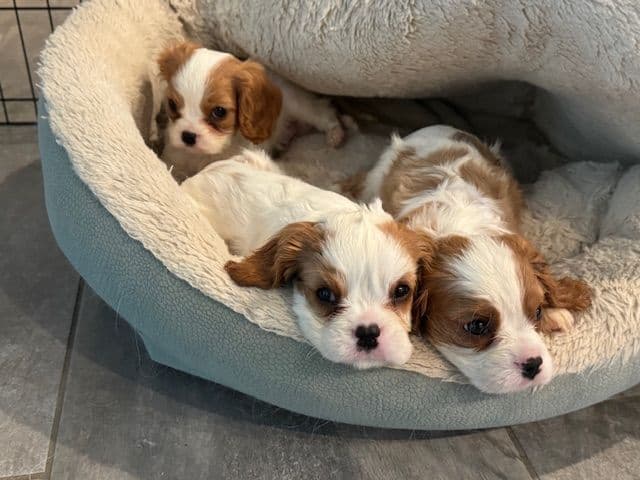 Cavalier King Charles Spaniel Puppies breeder image 1