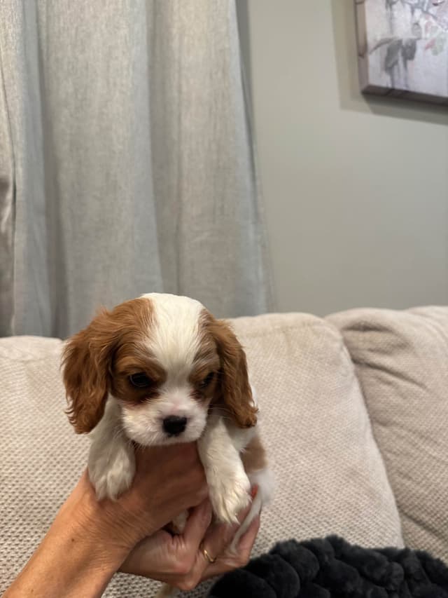Cavalier King Charles Spaniel Puppies media 2
