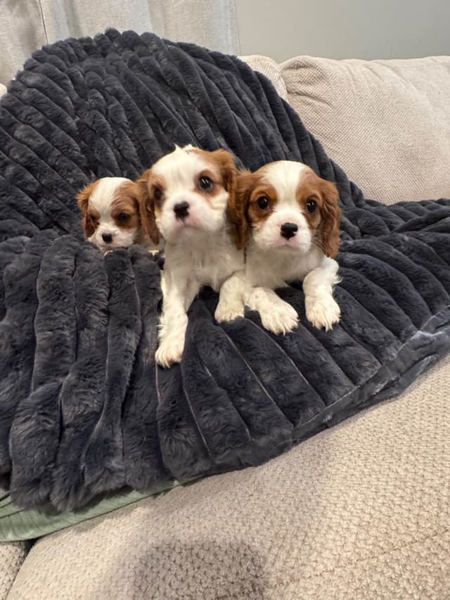 Cavalier King Charles Spaniel Puppies media 5