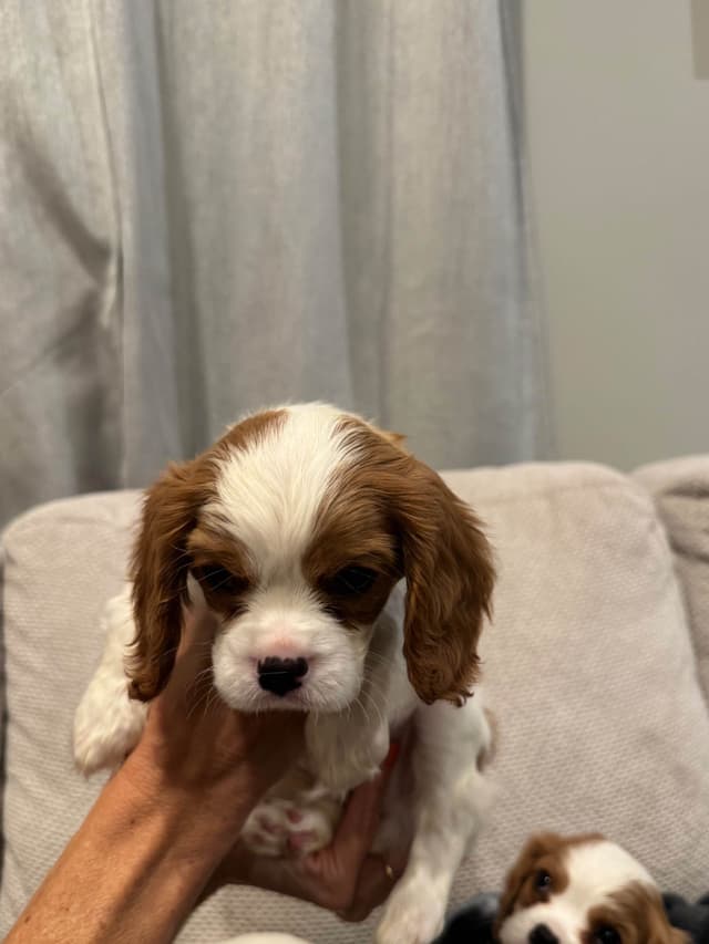 Cavalier King Charles Spaniel Puppies media 3