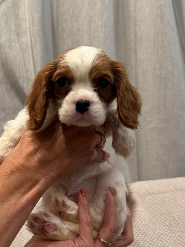 Cavalier King Charles Spaniel Puppies media 4