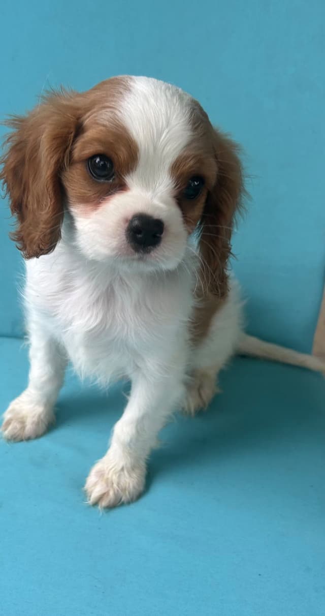 Cavalier King Charles Spaniel Puppies media 7
