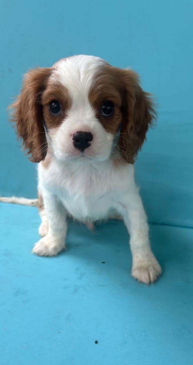 Cavalier King Charles Spaniel Puppies media 6
