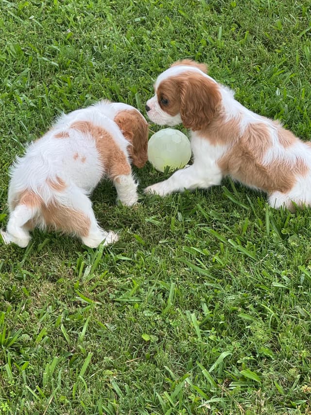 Cavalier King Charles Spaniel Puppies media 8