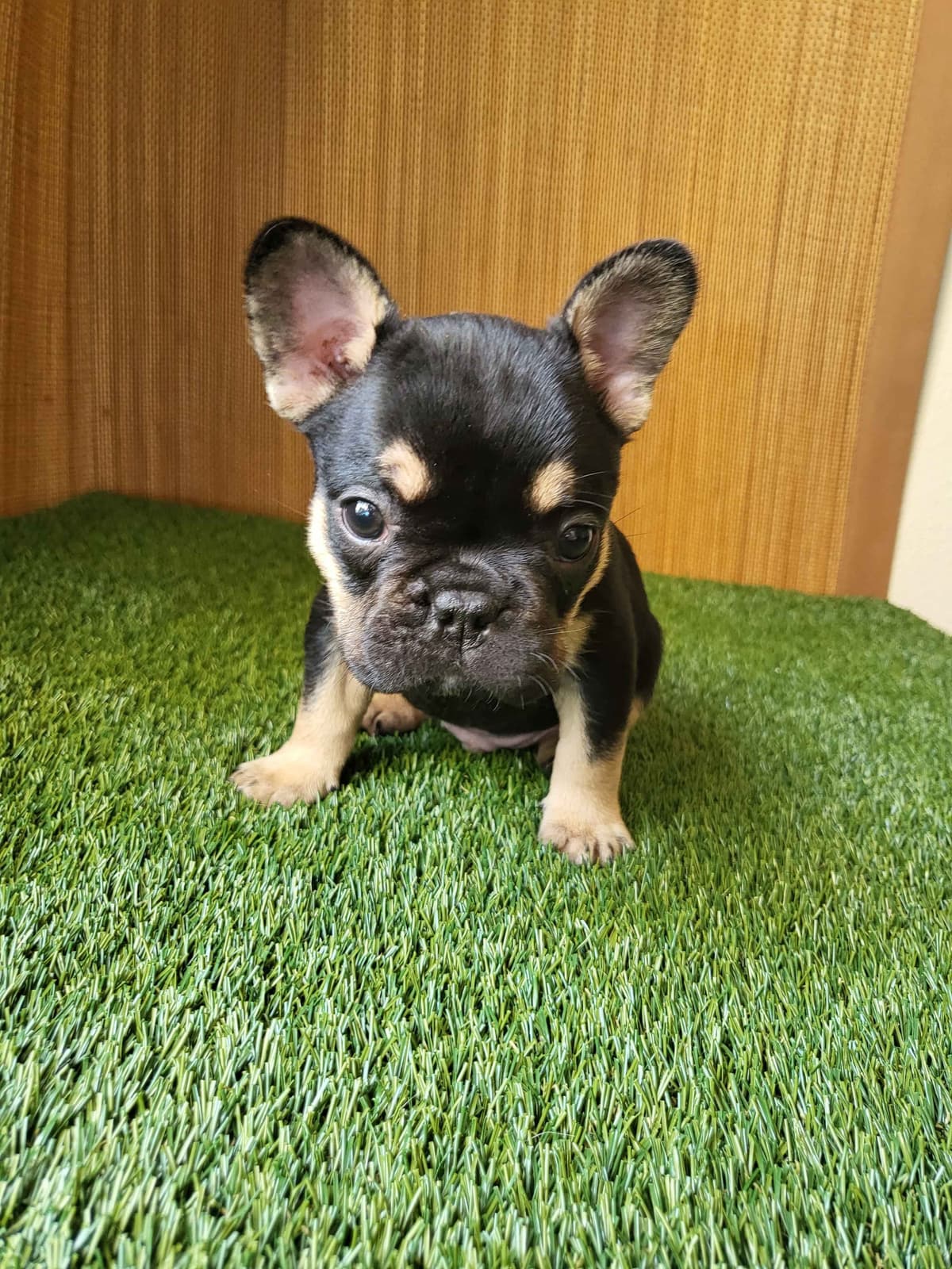French Bulldog Puppies breeder image 1