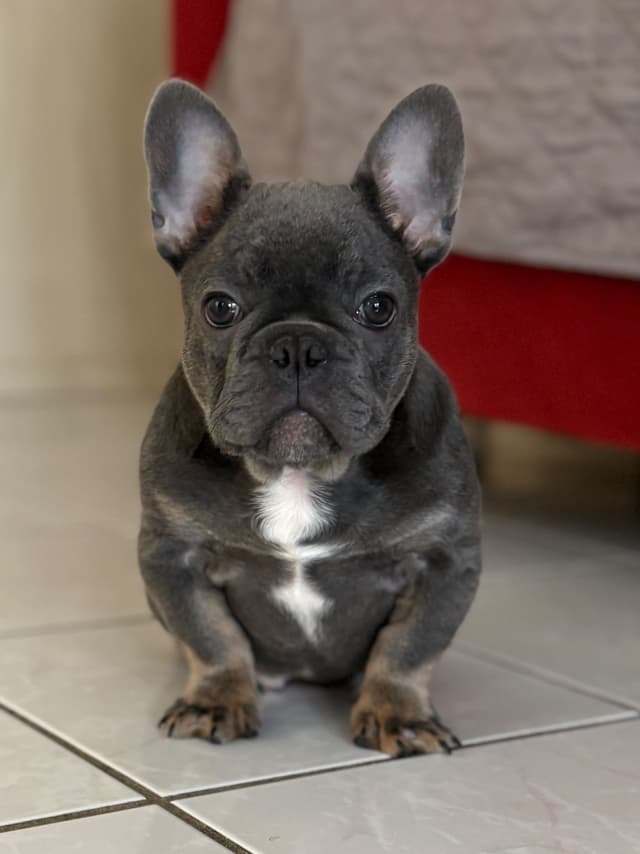 French Bulldog Puppies media 3